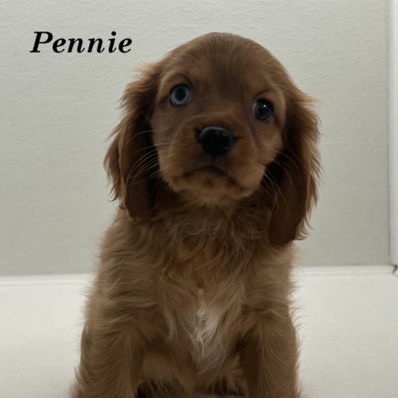 puppy, for, sale, Cockaliers, Joe & Cherri  Overlease, dog, breeder, Miller, MO, dog-breeder, puppy-for-sale, forsale, nearby, find, puppyfind, locator, puppylocator, aca